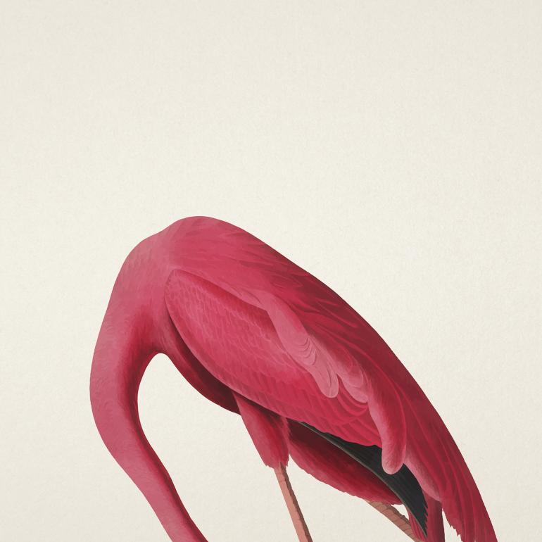 Flamingo plakat hoved