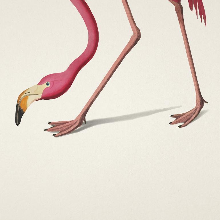Flamingo plakat ben