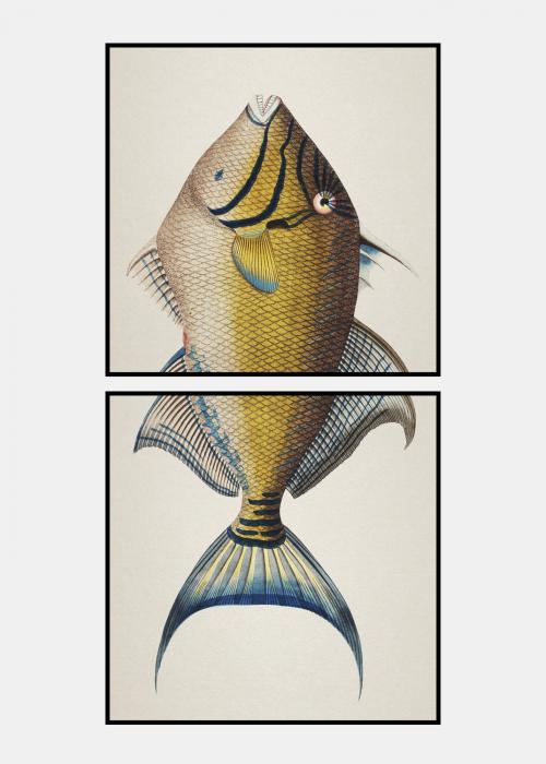 Fisk - plakat no. 4