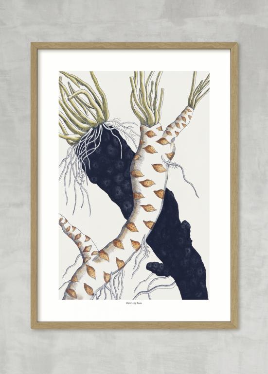 Water Lily Roots - Plakat eks 1