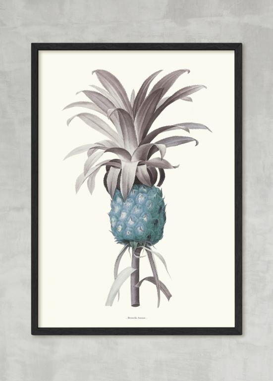 Bromella Ananas blå - Plakat eksempel