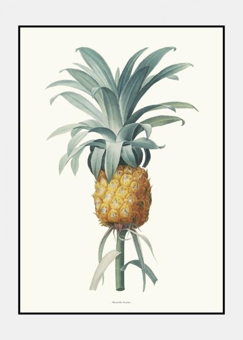 Bromella Ananas - Plakat i ramme