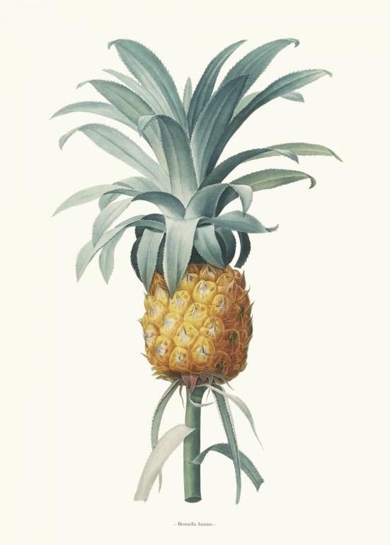 Bromella Ananas - Plakat