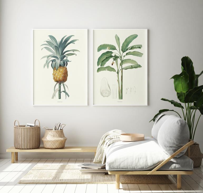 Bromella Ananas - Plakat eksempel