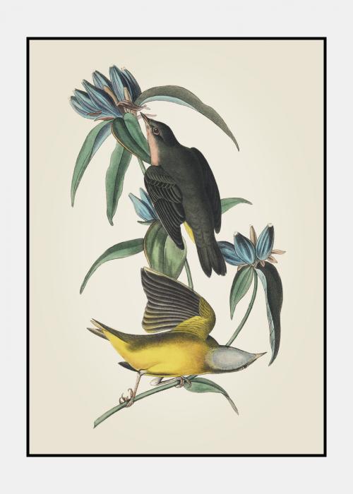 Connecticut Warbler - Plakat i ramme