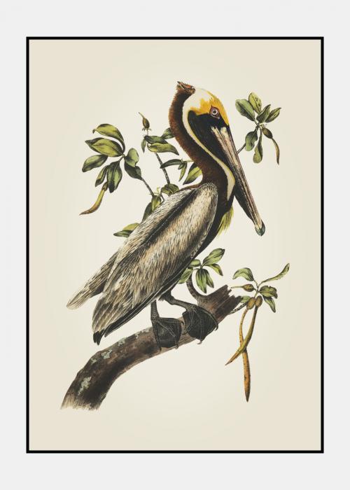 Brown Pelican - Plakat i ramme