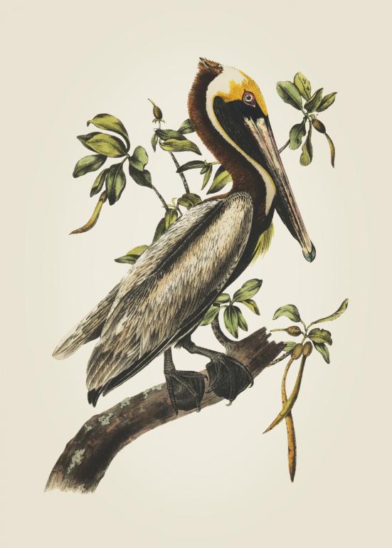 Brown Pelican - Plakat