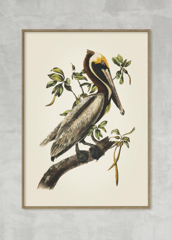 Brown Pelican - Plakat eks01