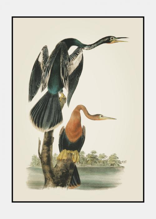 American Anhinga Snakebird - Plakat i ramme