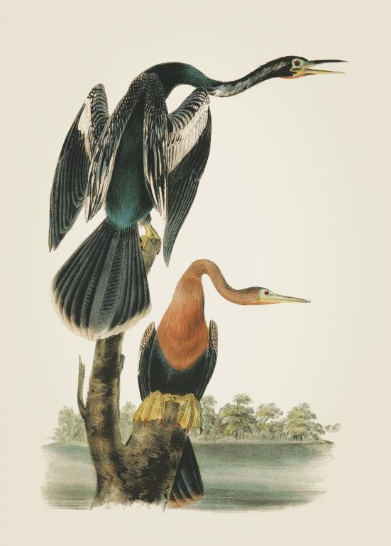 American Anhinga Snakebird - Plakat