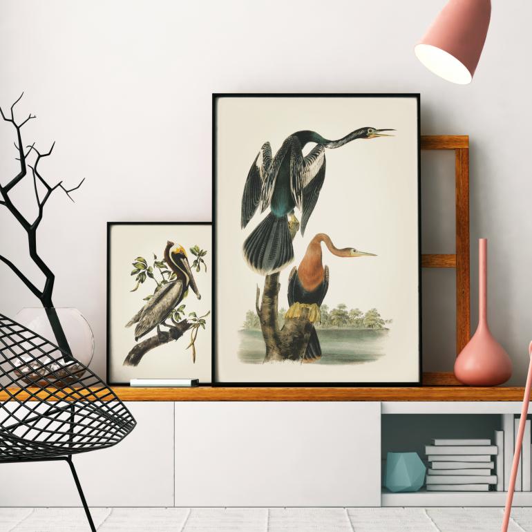 American Anhinga Snakebird - Plakat eks02