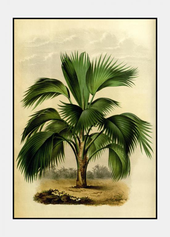 Vintage palme no. 4 - plakat i ramme