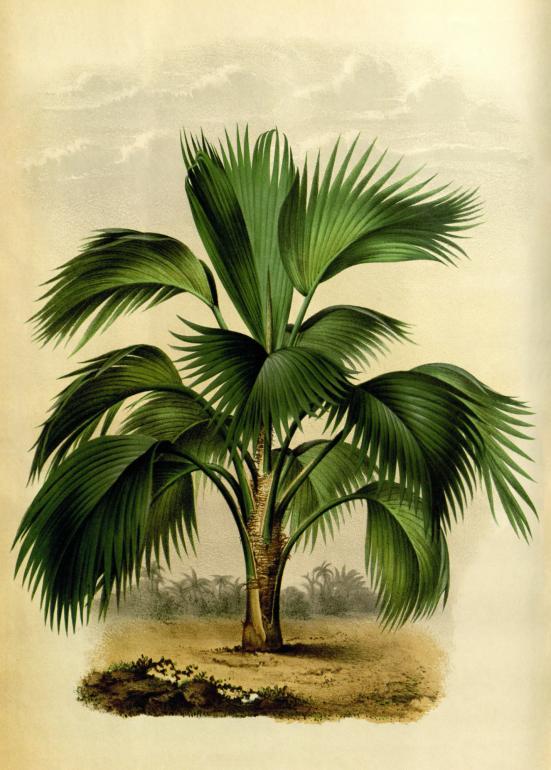 Vintage palme no. 4 - plakat