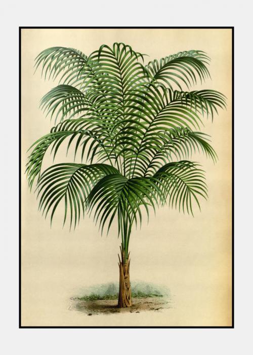 Vintage palme no. 3 - plakat i ramme
