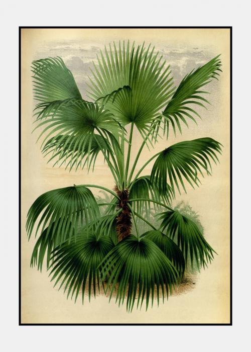 Vintage palme no. 2 - plakat i ramme