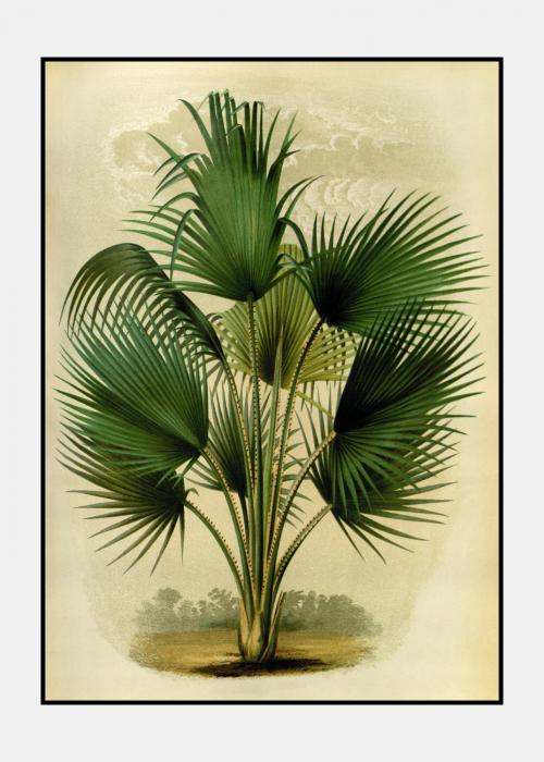 Vintage palme no. 1 - plakat i ramme