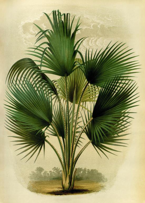 Vintage palme no. 1 - plakat