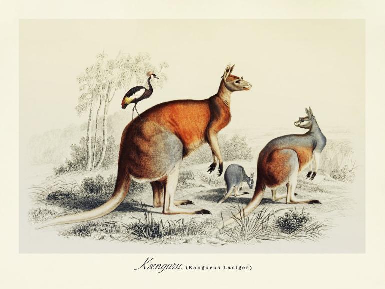 Kænguruer - plakat