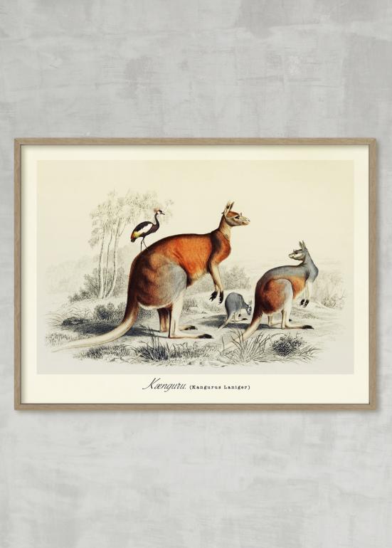 Kænguruer - plakat eks01