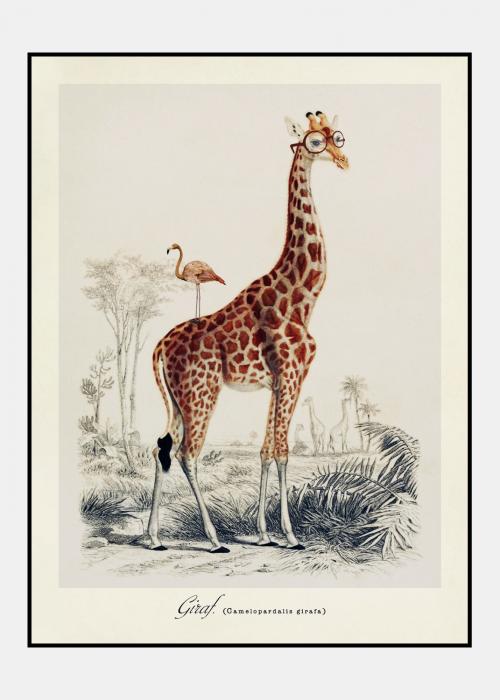 Giraf - plakat i ramme