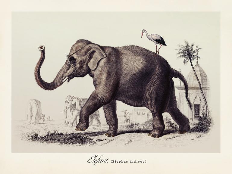 Elefant - plakat