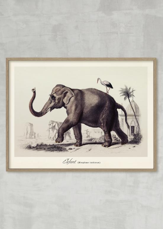Elefant - plakat eks01