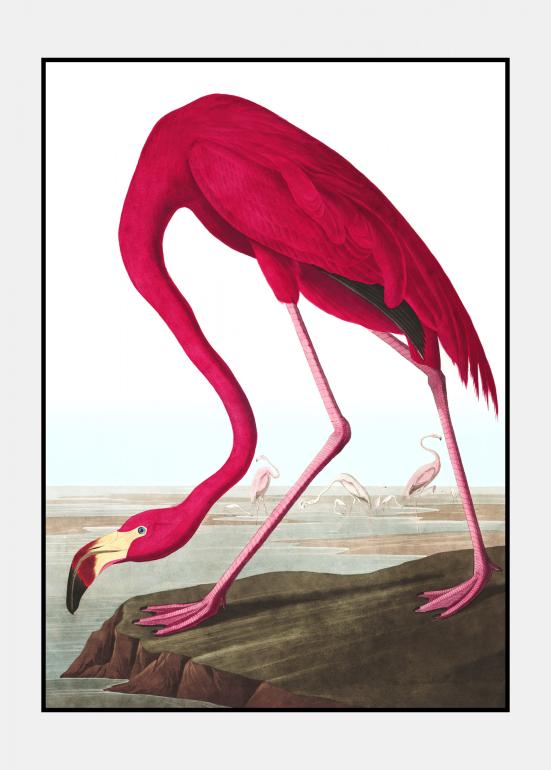 Flamingoen - plakat i ramme