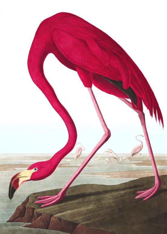 Flamingoen - plakat