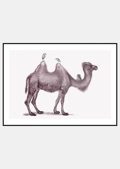 kamelen - plakat i ramme