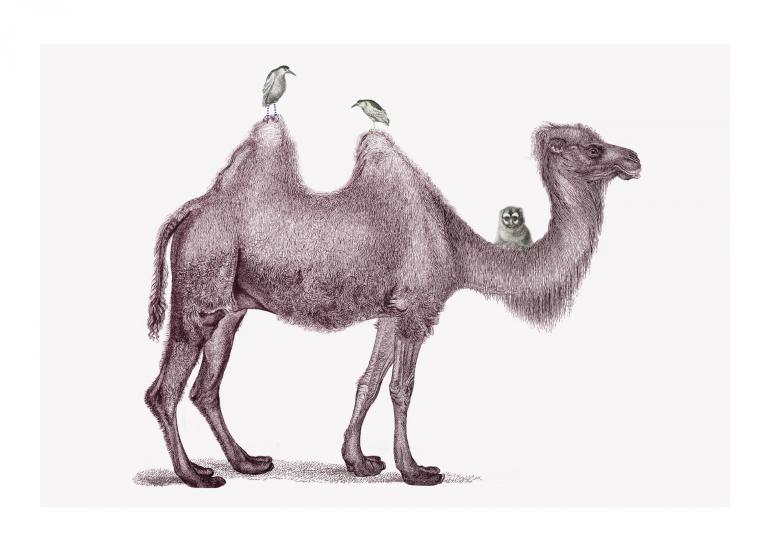 kamelen - plakat