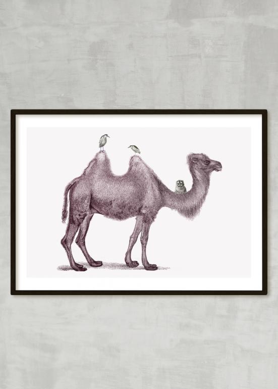 kamelen - plakat eks01