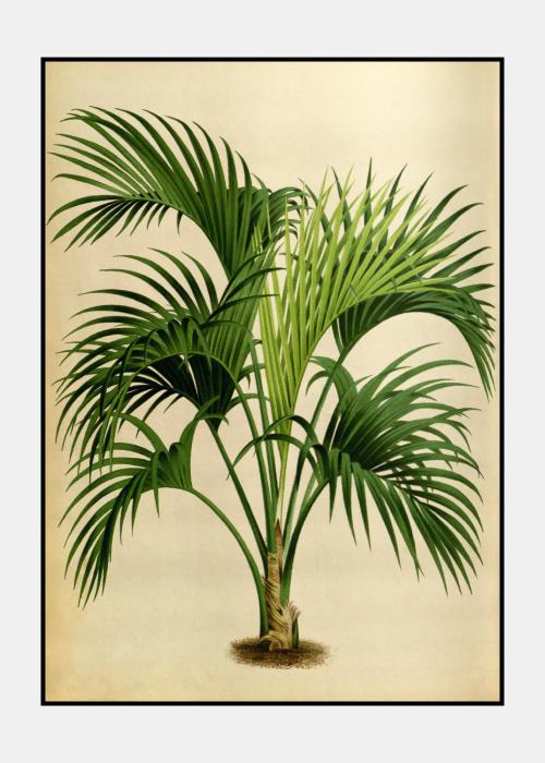 Vintage palme no. 5 - plakat i ramme
