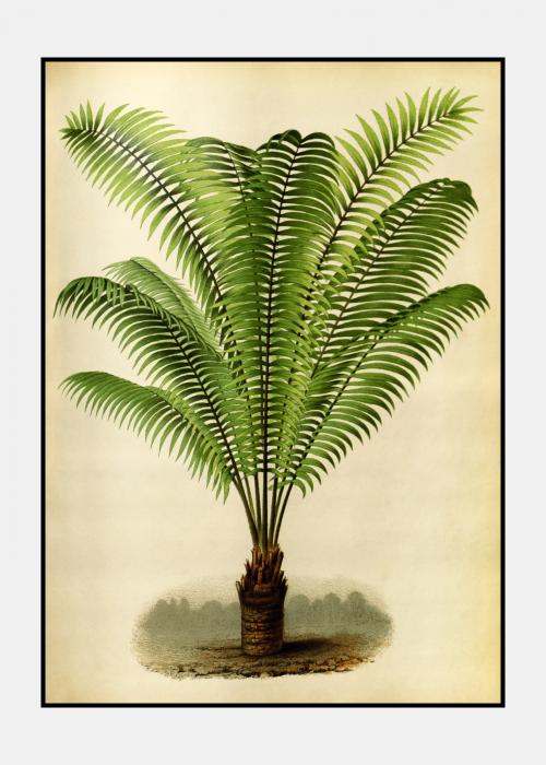 Vintage palme no. 6 - plakat i ramme