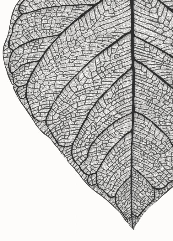 Banyan leaf plakat udsnit